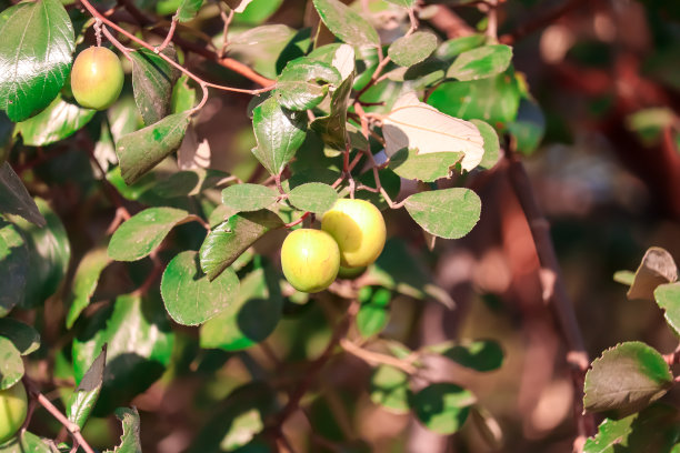 一棵枣树上结着绿油油的果子，绿油油的果子挂在花园里的枣树上，图片下载