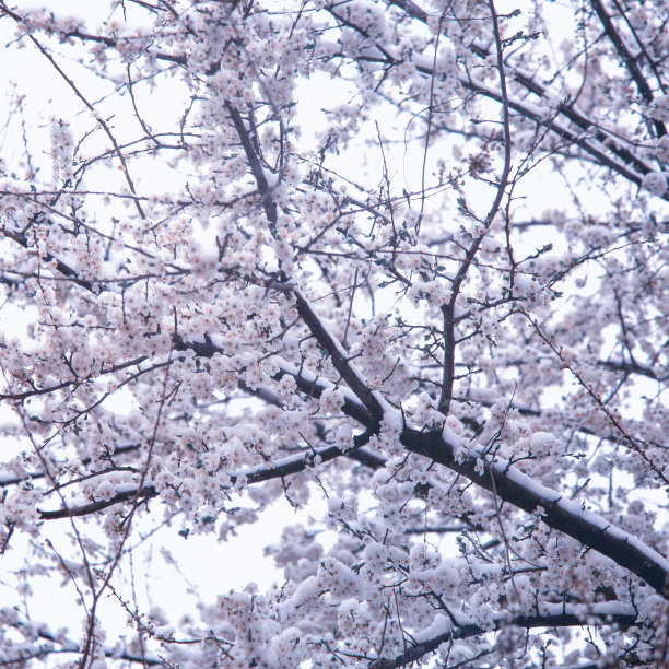 当冬天遇上春天图片下载