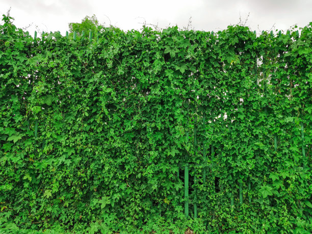 通常生长在篱笆附近的常青藤葫芦绿色植物图片下载