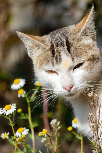 一只野猫的照片。图片下载