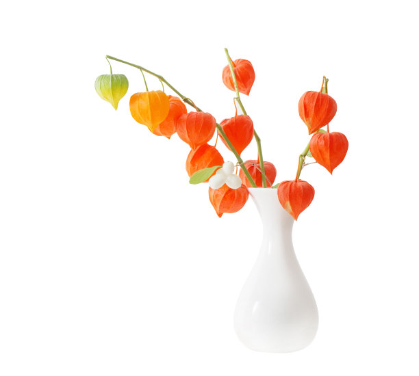 花瓶中的红色酸浆，孤立在白色背景上图片下载