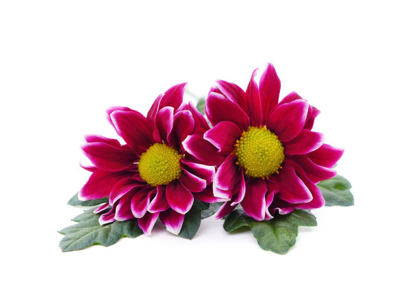 美丽的菊花。图片下载