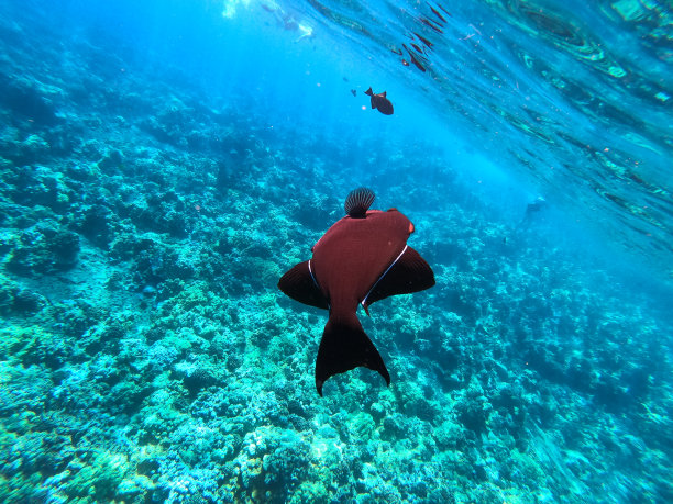 继续游泳图片下载