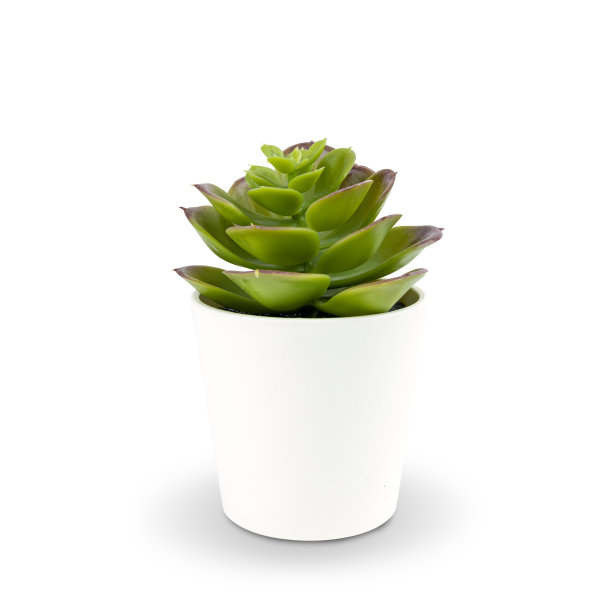 一棵绿色的小树在一个白色的塑料盆里，孤立在白色的背景上。剪辑路径。图片下载