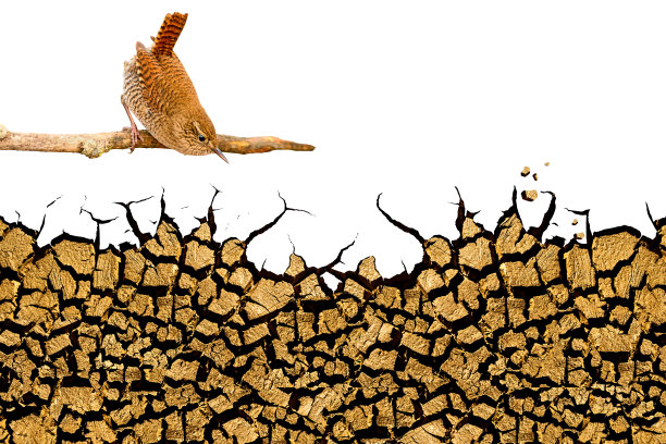 自然干旱。土壤裂缝。抽象的孤立的形象。白色背景。图片下载