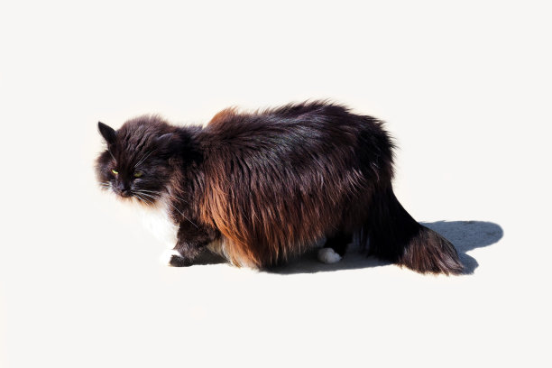 女巫的猫。黑褐色的长毛猫在浅的背景。太阳上的毛绒绒的猫，看着镜头图片下载