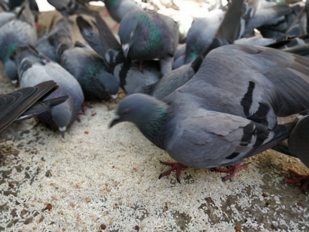 鸽子在地上争夺食物图片下载