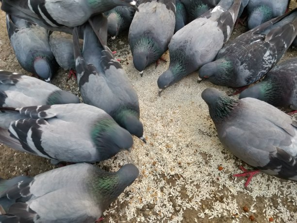 鸽子在地上争夺食物图片下载