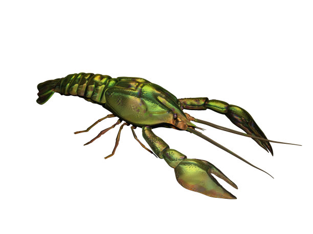 帝国癌症孤立在白色背景。三维模型绘制结果图片下载