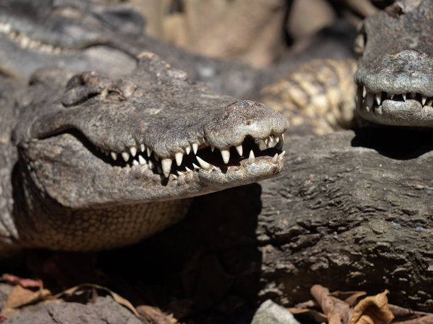 近嘴鳄鱼是日光浴孤立的背景图片下载