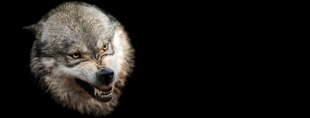 模板的狮子和老虎与黑色的背景图片下载