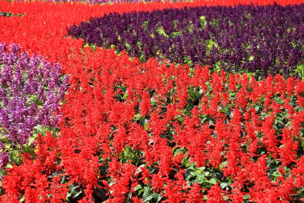 花园里五颜六色的花图片下载