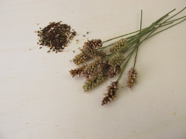 大车前花序和可食用的种子图片下载