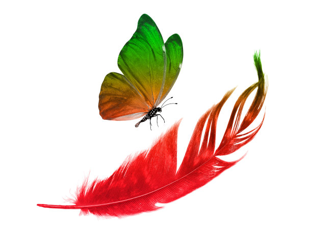 彩色飞着羽毛的热带蝴蝶。孤立在白色背景上。图片下载