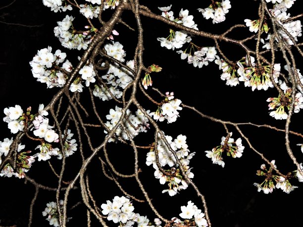 日本。3月。樱花在午夜。图片下载