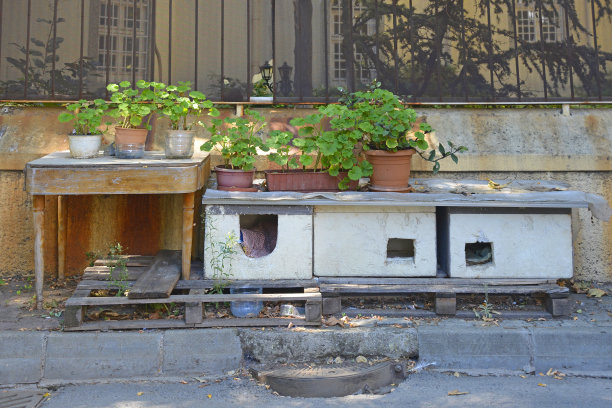 布尤卡达街猫咪收容所图片下载