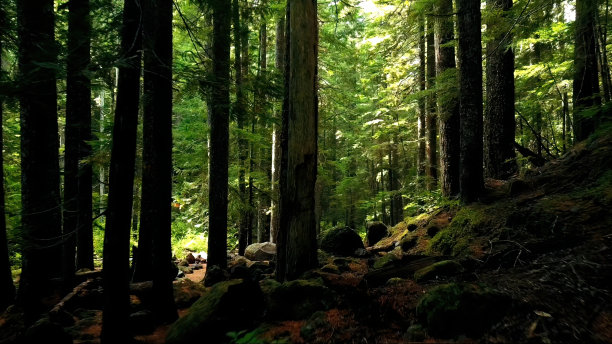 古老的森林。旧的茂密的森林。图片下载