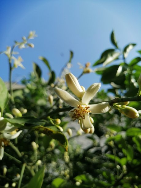 鲜橙花花画图片下载