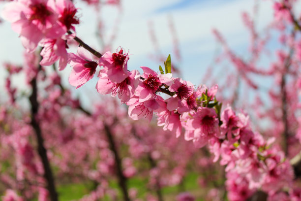 桃树在春天盛开。图片下载