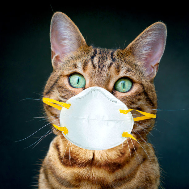 孟加拉猫戴着面罩在黑色背景图片下载