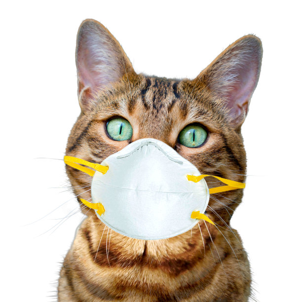 孟加拉猫戴着面罩在白色的背景图片下载
