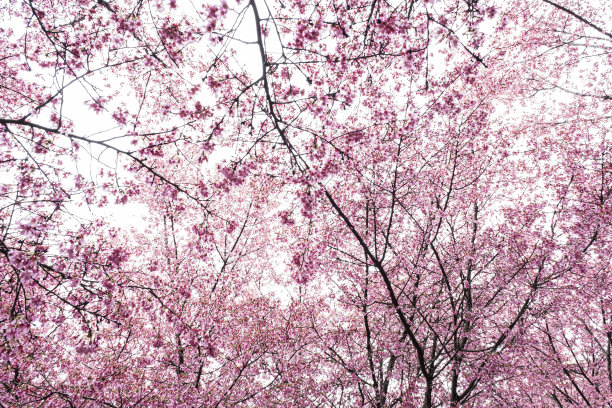 粉红色的土地图片下载