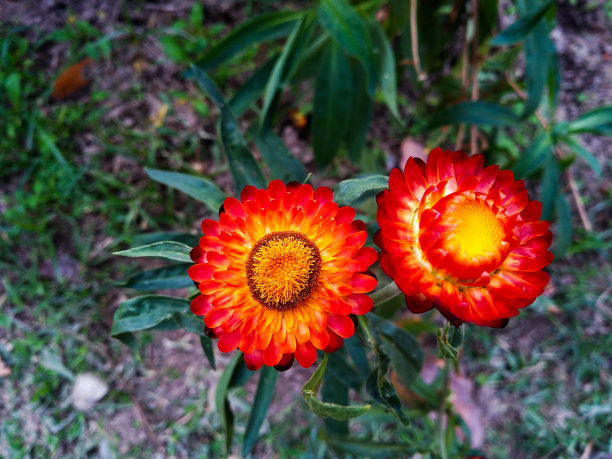 菊花在花园里开花图片下载