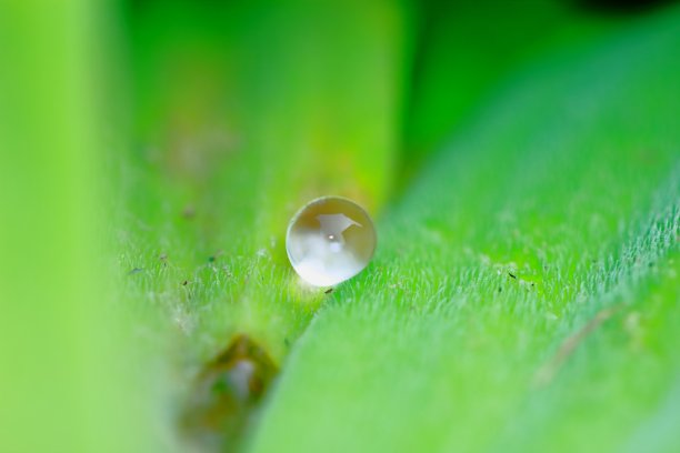 绿色背景由新鲜植物构成图片下载