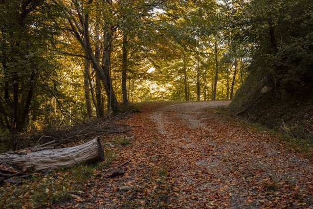 树林照片素材ID：353589414