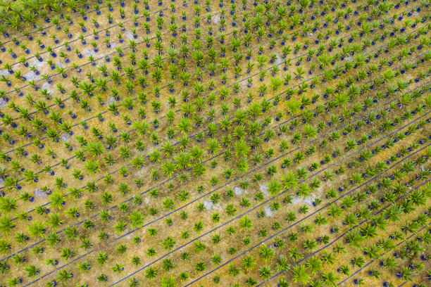 鸟瞰图油棕榈树种植园在马来西亚图片下载
