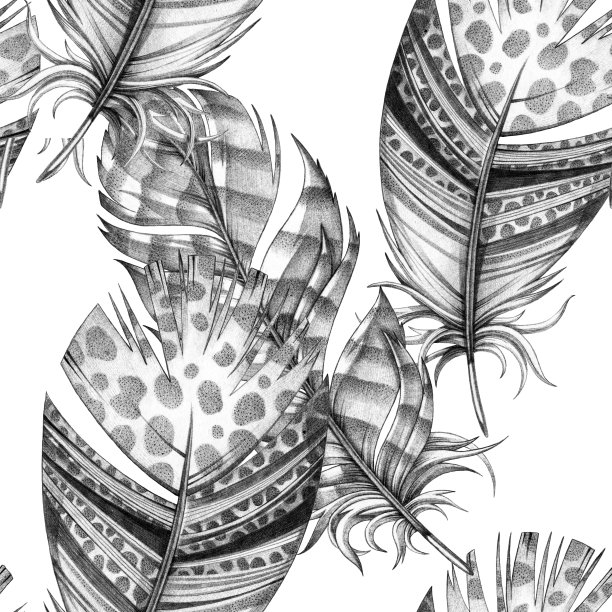 鸟类羽毛插图图片下载