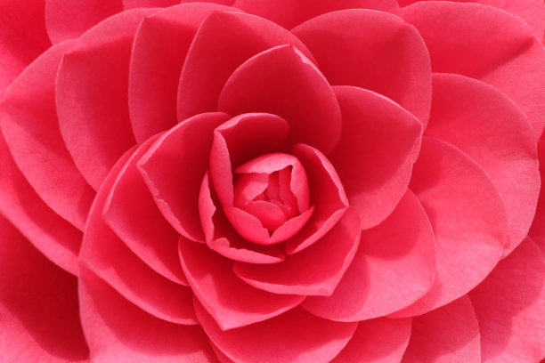 山茶花的背景图片下载