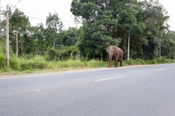 一只大象在哈巴拉纳附近的路上图片下载