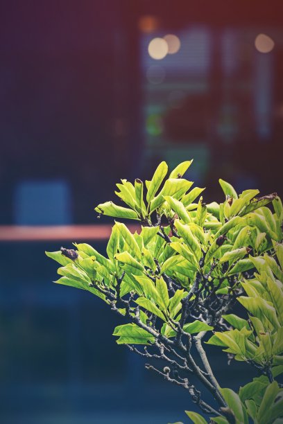 城市花坛图片下载