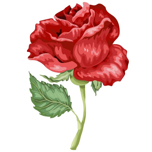 红色玫瑰在矢量插图与叶图片下载