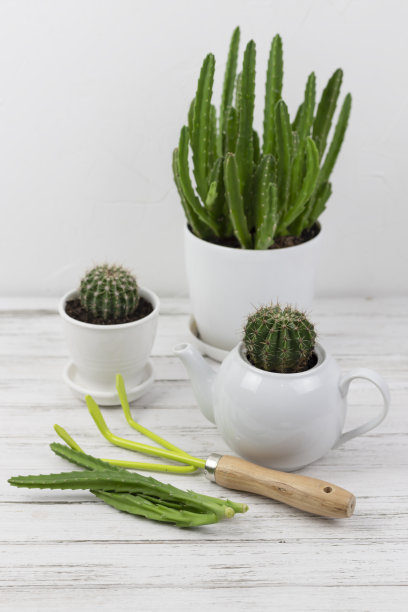 家庭花卉栽培。将植物移植到一个盆中，并在白色木桌上放置园艺工具。室内有许多植物图片下载