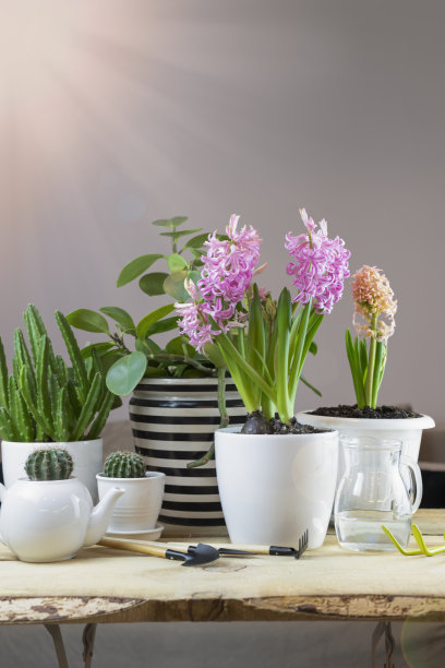 家庭花卉栽培。将植物移植到一个盆中，并在白色木桌上放置园艺工具。有许多植物的现代室内图片下载