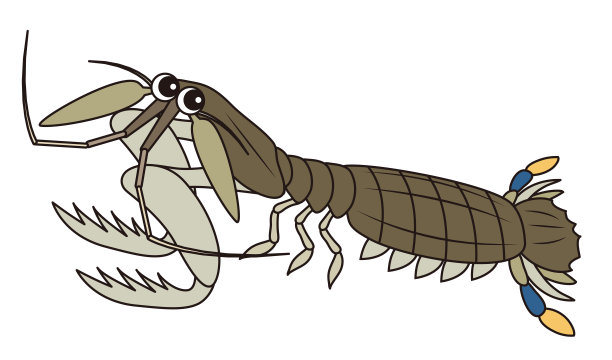 Shako oratsquilla oratoria角色插画图片下载