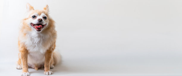 亮棕色的毛吉娃娃狗坐在放松工作室拍摄在白色的背景图片下载