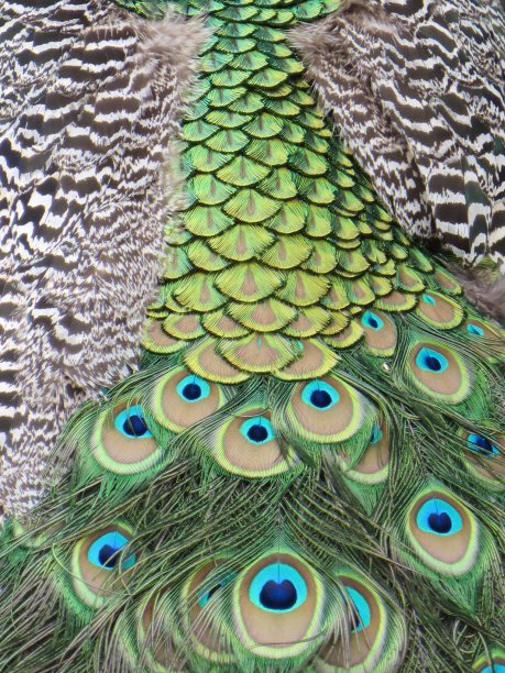 孔雀的羽毛/孔雀尾巴特写图案图片下载