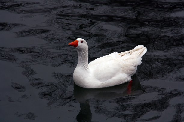 家鹅(家养鹅或家养天鹅)图片下载