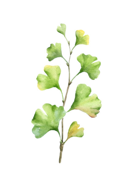 银杏插图。图片下载