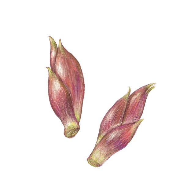 日本姜图片下载