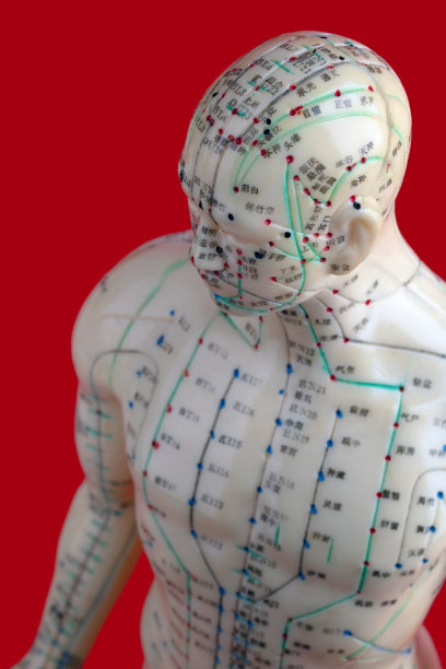 针灸模型头部图片下载