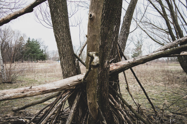 大树支撑倒下的树图片下载