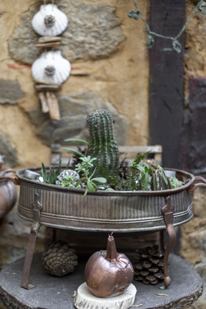 仙人掌图片下载