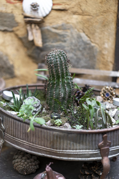 仙人掌图片下载