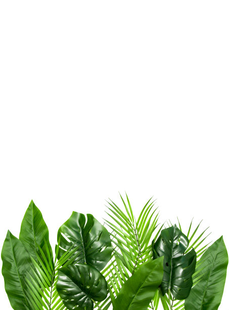 绿叶框架与复制空间隔离在白色图片下载