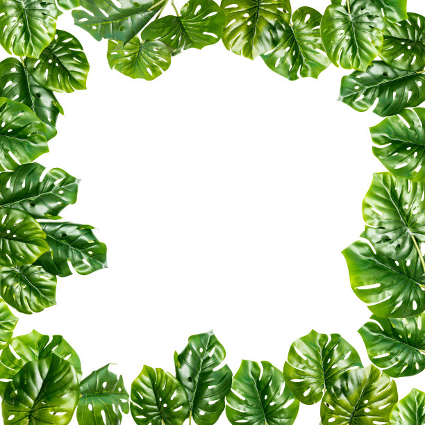 绿叶框架与复制空间隔离在白色图片下载