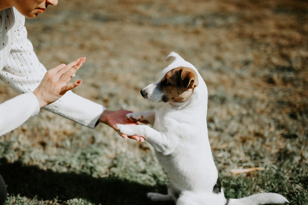 纯种狗图片下载
